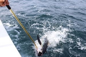 A pole is being used to grab tuna out of the water