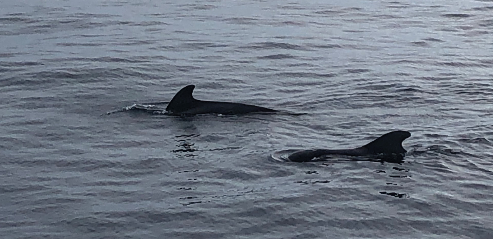 Dolphins in ocean